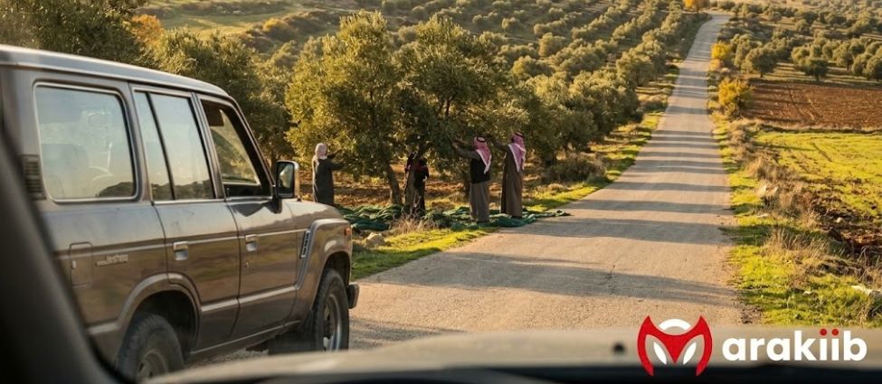 رحلة إلى قلب الريف: كيف تستأجر سيارتك للمشاركة في موسم قطاف الزيتون شمال الأردن؟
